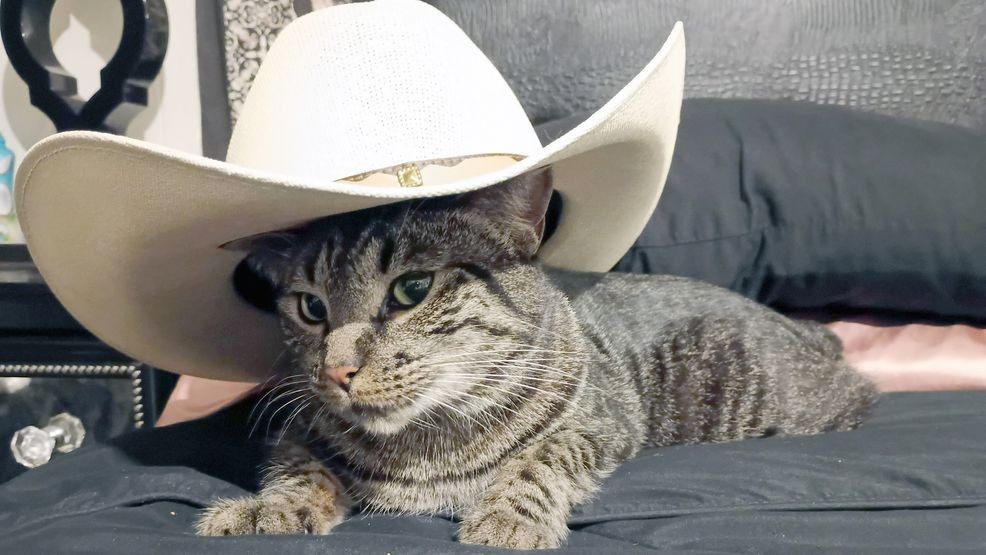 Image for story: Celebrate National Dress Up Your Pet Day with your furry friends' fabulous looks